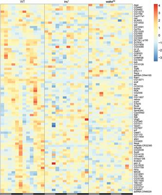 Chronic sleep loss disrupts rhythmic gene expression in Drosophila